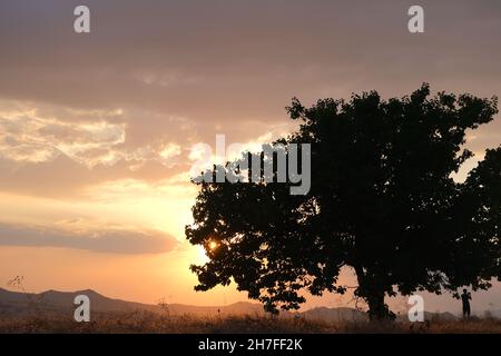 Enorme pino e sole dietro questo albero poco prima del tramonto e silhouette di un uomo vicino all'albero Foto Stock