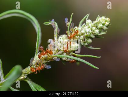 Le formiche rosse si prendono diligentemente cura di una mandria di afidi sul gambo di un arbusto Foto Stock