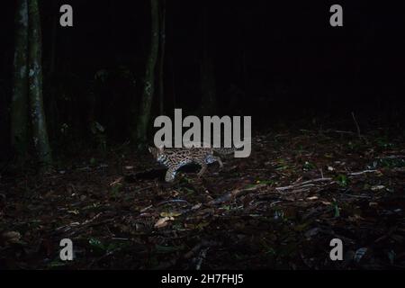 Gatto leopardo di notte nella foresta, Thailandia (Felis bengalensis) Foto Stock