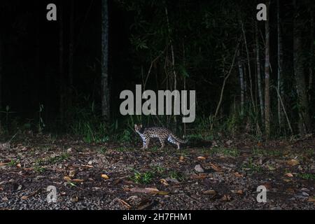 Gatto leopardo di notte nella foresta, Thailandia (Felis bengalensis) Foto Stock