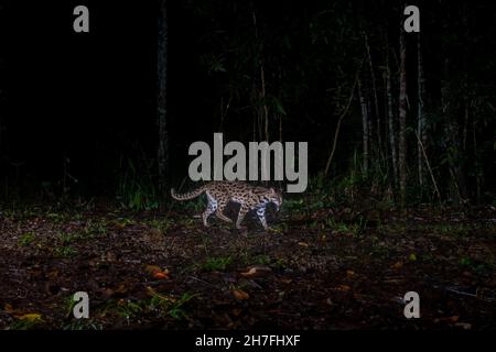 Gatto leopardo di notte nella foresta, Thailandia (Felis bengalensis) Foto Stock