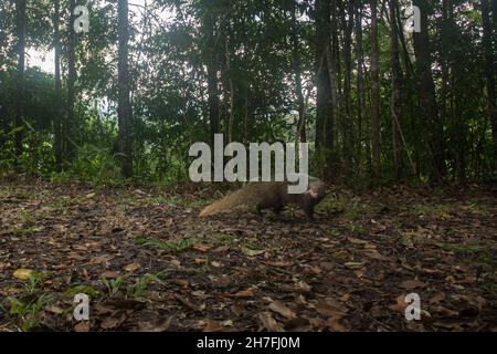 La Mongoose che mangia granchi nella natura fauna selvatica forma Thailandia.(Herpestes urva) Foto Stock