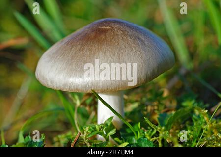 Primo piano su una graniglia rosa o fungo con guaina grande, Volvariella gloiocephala Foto Stock