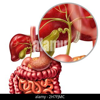 Sano Bile dotto concetto con una cistifellea e fegato come un'illustrazione medica del sistema digestivo che rappresenta un concetto di assistenza sanitaria. Foto Stock