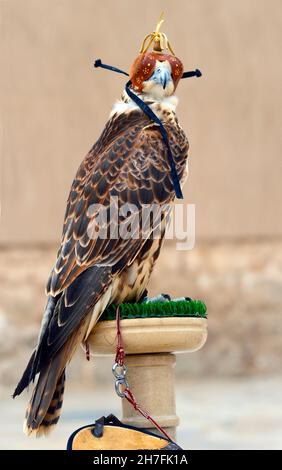 EMIRATI ARABI UNITI, DUBAI, CACCIA TRADIZIONALE FALCON Foto Stock