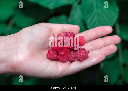 Lampone in mano . Raccolta di bacche rosse Foto Stock