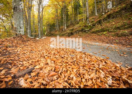 Fogliame all'interno di una foresta italiana in autunno lungo una strada secondaria Foto Stock