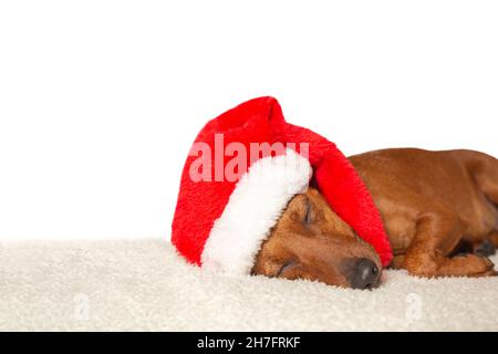 Cane di Natale che indossa il cappello di Santa. Un pinscher nana in un cappello di santa Foto Stock