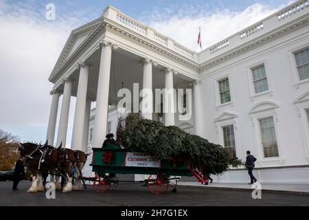 Washington, Stati Uniti. 22 novembre 2021. Il White House Christmas Tree arriva alla Casa Bianca di Washington, DC, Stati Uniti, 22 novembre 2021. Credit: Aaron Schwartz/Xinhua/Alamy Live News Foto Stock