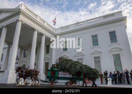 Washington, Stati Uniti. 22 novembre 2021. Il White House Christmas Tree arriva alla Casa Bianca di Washington, DC, Stati Uniti, 22 novembre 2021. Credit: Aaron Schwartz/Xinhua/Alamy Live News Foto Stock