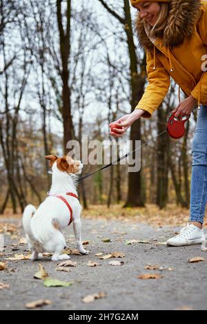 Jack Russell terrier cane con proprietario a piedi nel parco autunnale. Cura degli animali domestici Foto Stock