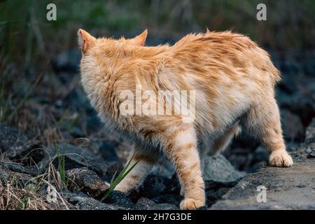 Gatto di strada che gioca dopo una breve pioggia pomeridiana Foto Stock