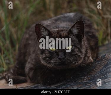 Gatto di strada di colore scuro con occhi giallognoli-verdi Foto Stock