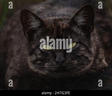 Gatto di strada di colore scuro con occhi giallognoli-verdi Foto Stock