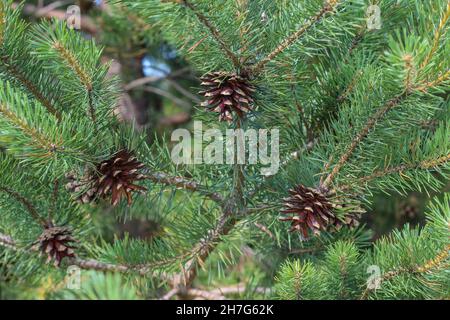 Cono di semi maturi marroni di pino scozzese, Pinus sylvestris nel parco di Nationla Tara nella Serbia occidentale Foto Stock