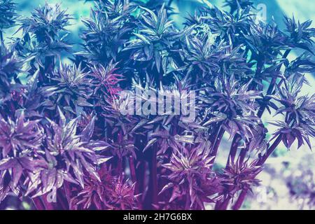 Primavera natura sfondo. Giovani germogli di fiori di peonie nel giardino. Colore sfumato Foto Stock