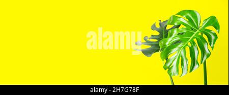 Monstera lascia su sfondo giallo chiaro. Immagine banner Foto Stock