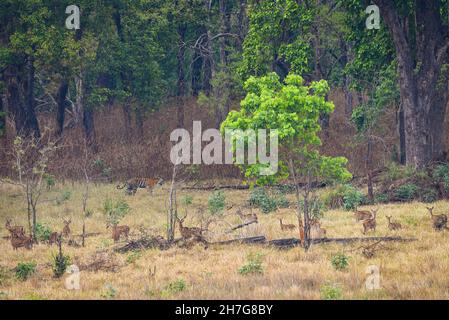 Preda e predatore momento selvaggio tigre o tigre in passeggiata nel paesaggio del parco nazionale Kanha india roaming per la marcatura del territorio di allarme Deer Spoted Foto Stock