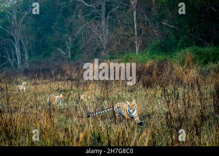 Tigri selvatiche o sorelle in azione che corrono per cacciare preda nella zona di prateria della zona di dhikala nel parco nazionale di jim corbett o safari della riserva delle tigri Foto Stock