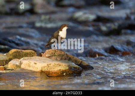 Dipper, (Cinclus cinclus), arroccato sulla pietra, cantando, bassa Sassonia, Germania Foto Stock