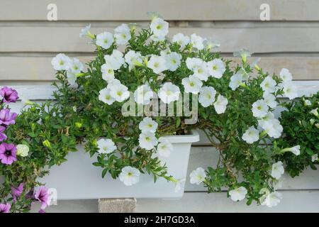 Fiore di Petunia. Bianco petunia fiori macro primo piano come sfondo. Petunia fiori in vaso di legno. Foto Stock