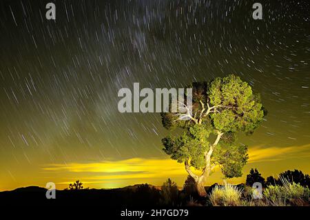 Fotografia circumpolare sui pini di un parco naturale Foto Stock