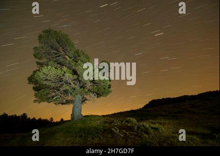 Fotografia circumpolare sui pini di un parco naturale Foto Stock