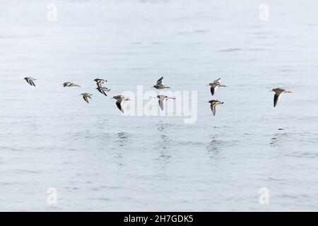 Gregge di Waders, Turnstone (Arenaria interpres) e Redshank (Tringa totanus), volando sul mare del Nord, migrando verso nord in primavera, Northumberland, Foto Stock