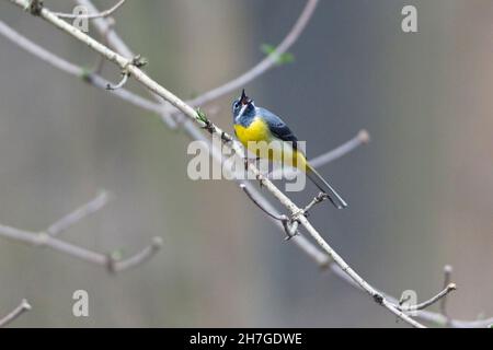 Gray Wagtail (Motacillia cinerea) canto maschile, arroccato su ramo sopra il torrente collina, bassa Sassonia, Germania Foto Stock