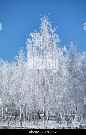 Foresta di betulla innevata alla periferia di Berlino. Il gelo forma cristalli di ghiaccio sui rami. Aria fredda e limpida e raggi solari durante la camminata. Foto Stock