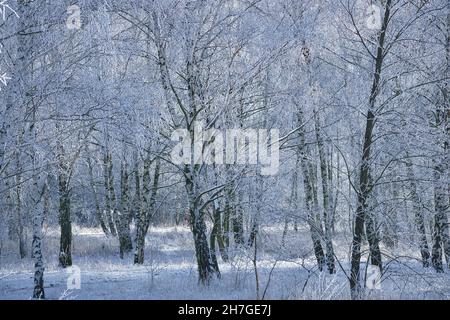 Foresta di betulla innevata alla periferia di Berlino. Il gelo forma cristalli di ghiaccio sui rami. Aria fredda e limpida e raggi solari durante la camminata. Foto Stock