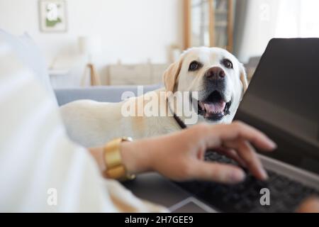 Primo piano di bianco Labrador cane sdraiato sul divano a casa e in attesa di donna che lavora da casa online, spazio copia Foto Stock