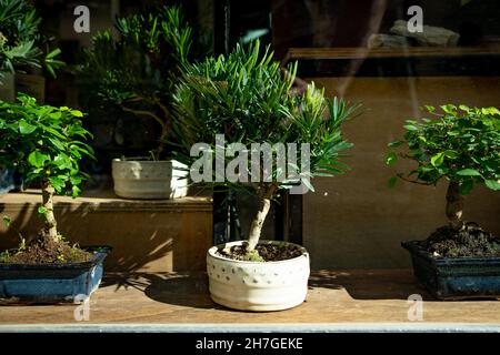 primo piano di piccoli alberi di bonsai verdi in negozio con finestra con sole e luce naturale, vista frontale Foto Stock