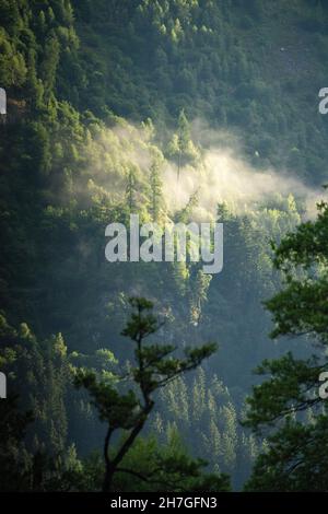 Paesaggio montano con alberi nella nebbia mattutina, Döbriach, Carinzia; Austria, Europa. Foto Stock