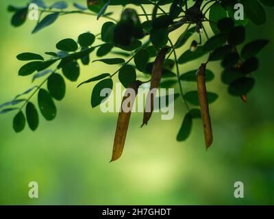 semi di acacia su un albero, in estate Foto Stock