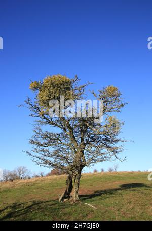 Mistletoe (album di Viscum) cresce su un albero sulle colline Malvern, Worcestershire, Inghilterra, Regno Unito. Foto Stock