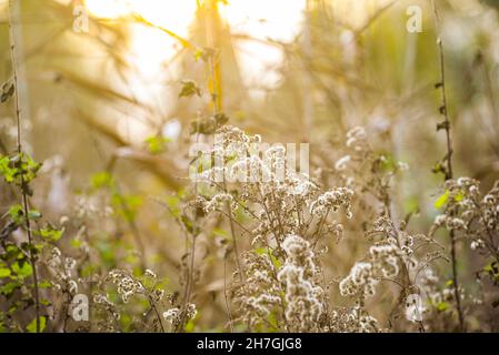 Paesaggio autunnale, fiori secchi in un campo al sole autunnale, fuoco selettivo. Foto Stock