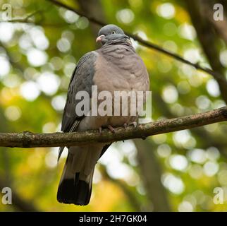 Il Pigeon di legno è il più grande della famiglia europea della colomba. Sono una vista comune nelle città e approfittano della gente che alimenta gli uccelli Foto Stock