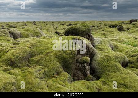 Vista ad angolo basso su un paesaggio con roccia lavica in Islanda che è completamente coperto da una coperta spessa e accogliente di muschio islandese, o isola di Cetraria Foto Stock