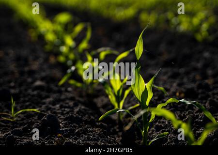 File di piante di mais giovani illuminate al sole su un campo. Foto Stock