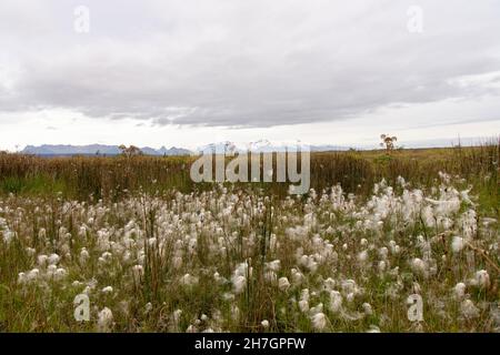 Vista ad angolo basso di cottongrass che cresce in una delle zone umide in Islanda con sullo sfondo le montagne innevate Foto Stock