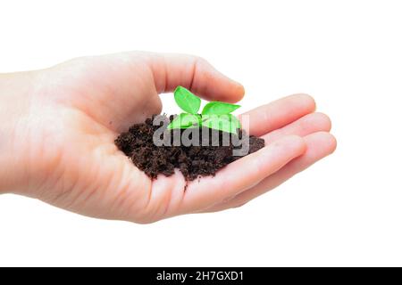 Manciata di terreno con una pianta giovane isolata su sfondo bianco. Piantine trapiantando. Foto Stock