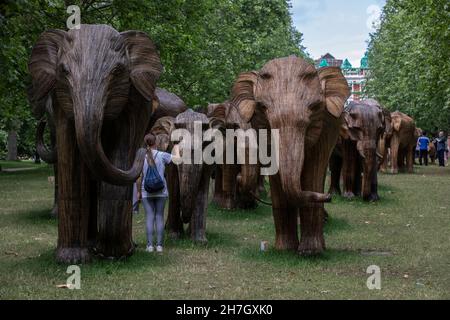 Mostra di arte ambientale coesistenza con 100 elefanti lantana di dimensione vitale a Green Park, cresciuto di oltre 3 milioni di sterline per progetti uomo-fauna selvatica, Londra. Foto Stock