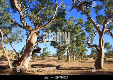 River Red Gums a Simpson's Gap - Australia centrale Foto Stock