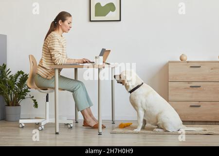 Ritratto minimo di giovane donna che lavora alla scrivania in casa con Labrador cane bianco attesa, spazio copia Foto Stock