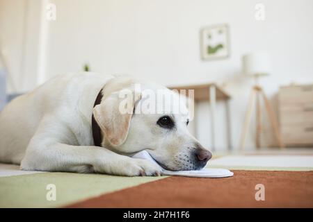 Vista laterale ritratto di carino cane bianco che si trova su tappeto in casa accogliente interno e guardando via con gli occhi cucciolo, spazio copia Foto Stock