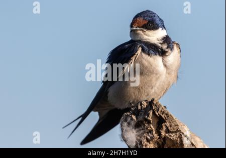 Closeup shot di un fienile inghiottito uccello che perching su un vecchio albero una gainst uno sfondo sfocato Foto Stock