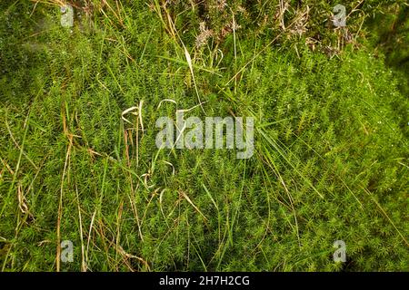 Rigida clubmuss (Lycopodium annotinum) che copre il suolo forestale in Irlanda Foto Stock