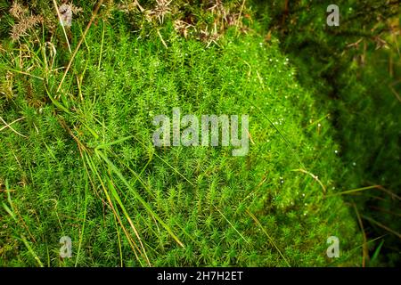 Rigida clubmuss (Lycopodium annotinum) che copre il suolo forestale in Irlanda Foto Stock