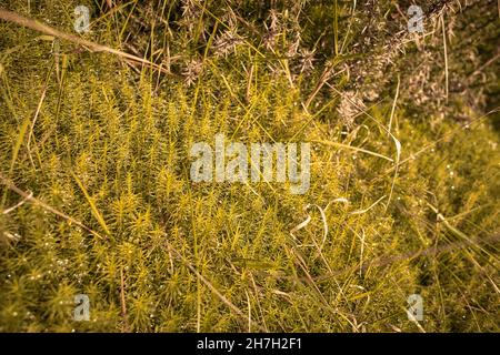 Rigida clubmuss (Lycopodium annotinum) che copre il suolo forestale in Irlanda Foto Stock